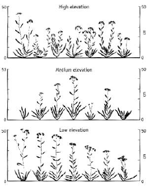 Achillea growth in different environments